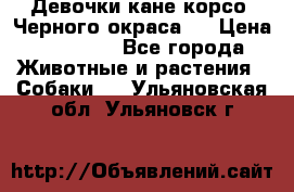 Девочки кане корсо. Черного окраса.  › Цена ­ 65 000 - Все города Животные и растения » Собаки   . Ульяновская обл.,Ульяновск г.